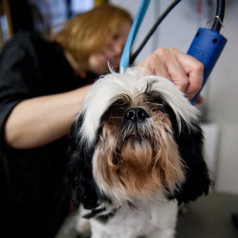 The 10 Best Dog Groomers in Manhattan for 2017 HuffPost