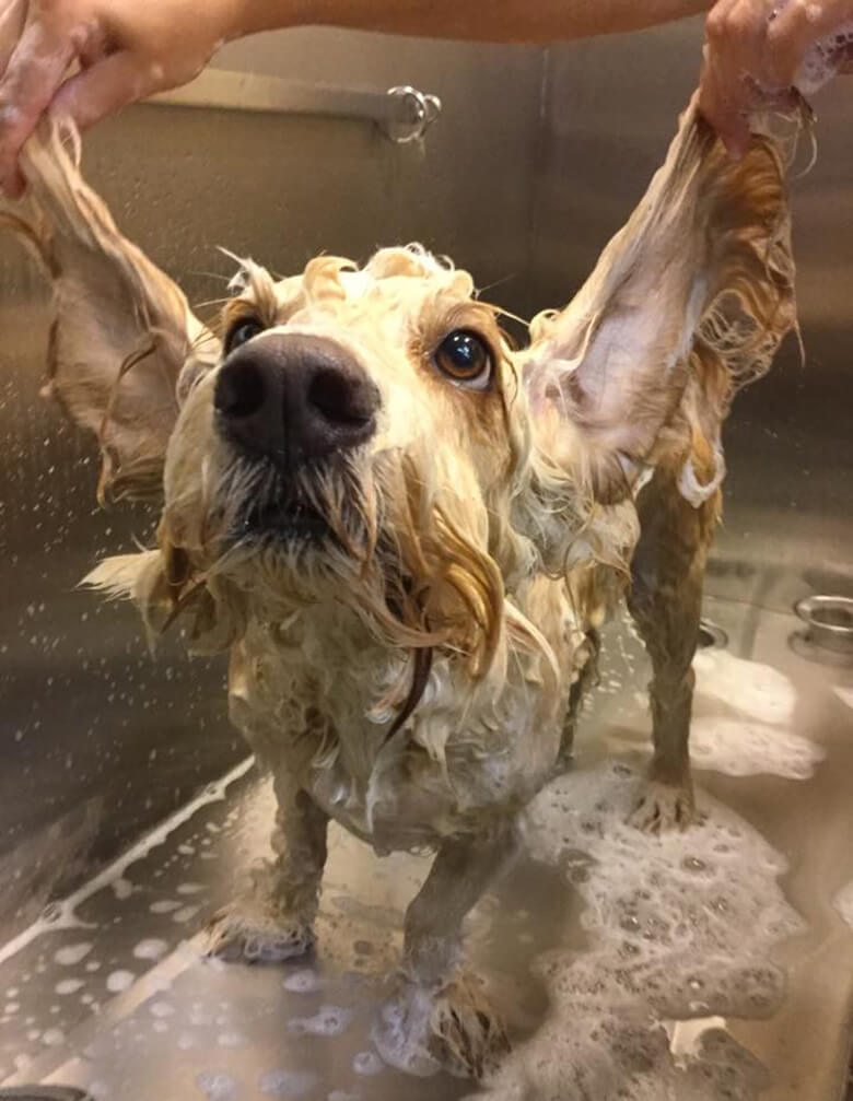 The 10 Best Dog Groomers in Manhattan for 2017 HuffPost