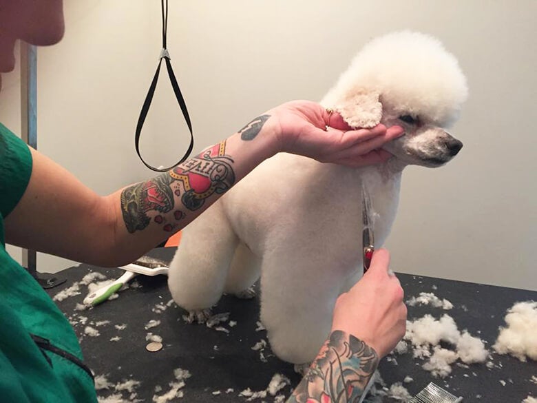 The 10 Best Dog Groomers in Manhattan for 2017 HuffPost