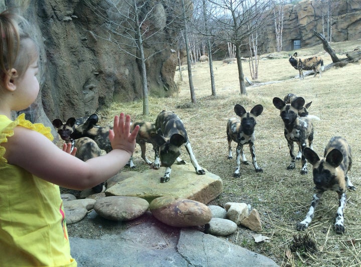 Visitors get face to face with African painted dogs in Painted Dog Valley