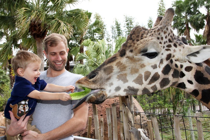 Giraffe feeding at the Lowry Park Zoo.