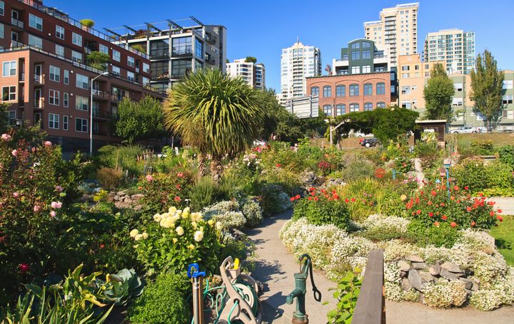 A community garden in Seattle