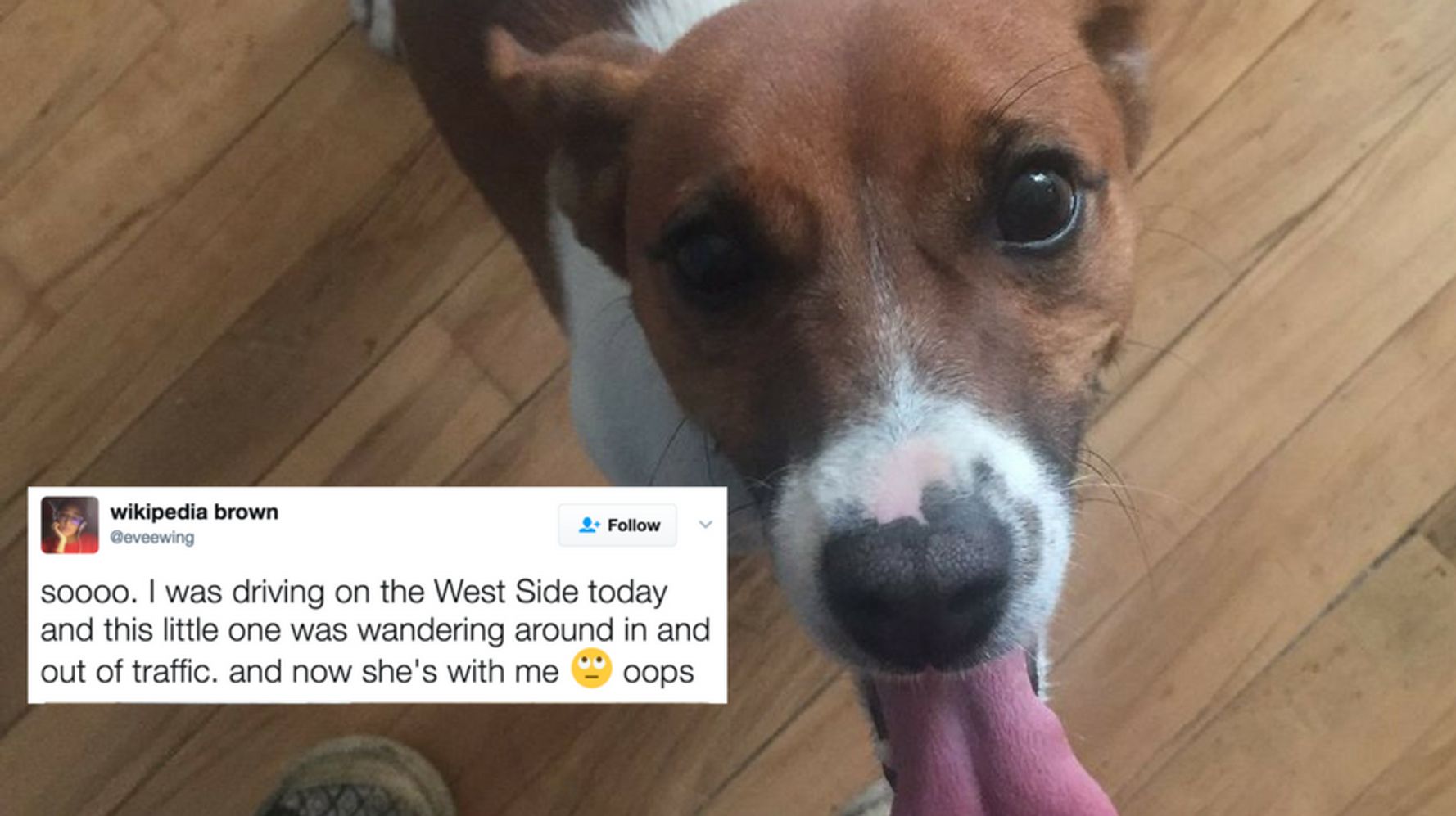 this-story-about-finding-a-lost-dog-is-an-emotional-rollercoaster