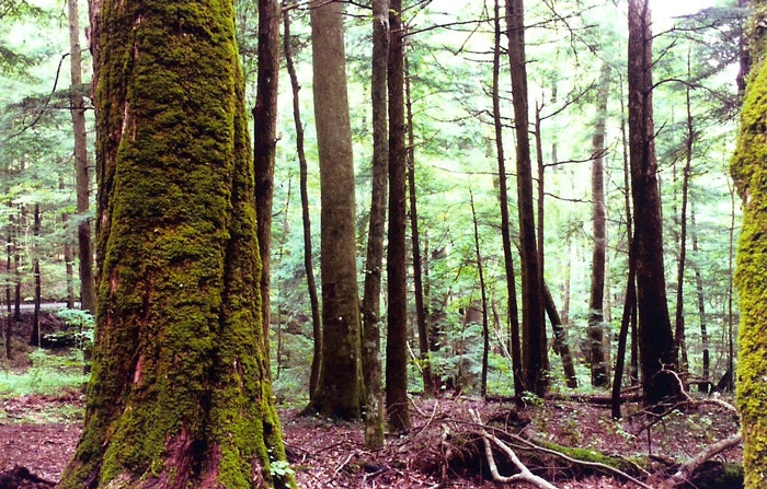<p>#1. <a href="http://nationalparksimages.org/grsm/" target="_blank" role="link" rel="nofollow" class=" js-entry-link cet-external-link" data-vars-item-name="Great Smoky Mountains National Park" data-vars-item-type="text" data-vars-unit-name="58f9185ae4b0f02c3870e815" data-vars-unit-type="buzz_body" data-vars-target-content-id="http://nationalparksimages.org/grsm/" data-vars-target-content-type="url" data-vars-type="web_external_link" data-vars-subunit-name="article_body" data-vars-subunit-type="component" data-vars-position-in-subunit="1">Great Smoky Mountains National Park</a>, North Carolina/Tennessee (11,312,786 visitors)</p>