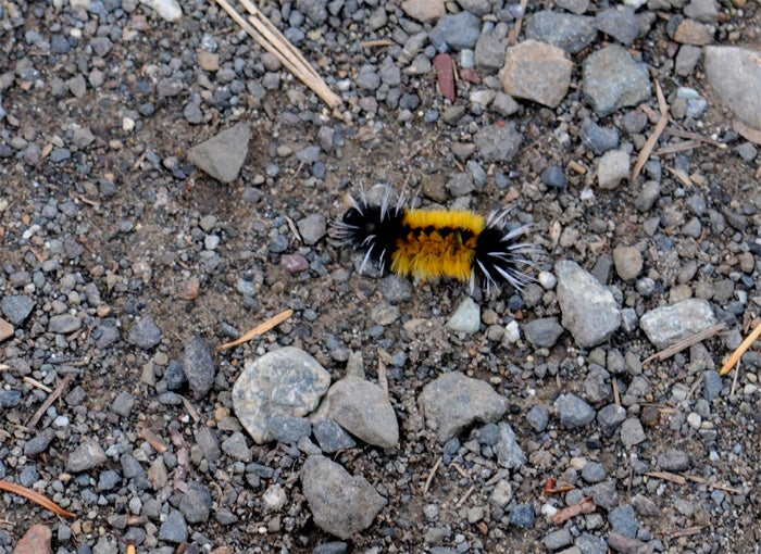 <p><a href="http://nationalparksimages.org/olym/" target="_blank" role="link" rel="nofollow" class=" js-entry-link cet-external-link" data-vars-item-name="Olympic National Park" data-vars-item-type="text" data-vars-unit-name="58f9185ae4b0f02c3870e815" data-vars-unit-type="buzz_body" data-vars-target-content-id="http://nationalparksimages.org/olym/" data-vars-target-content-type="url" data-vars-type="web_external_link" data-vars-subunit-name="article_body" data-vars-subunit-type="component" data-vars-position-in-subunit="7">Olympic National Park</a>, Washington (3,390,221 visitors)</p>