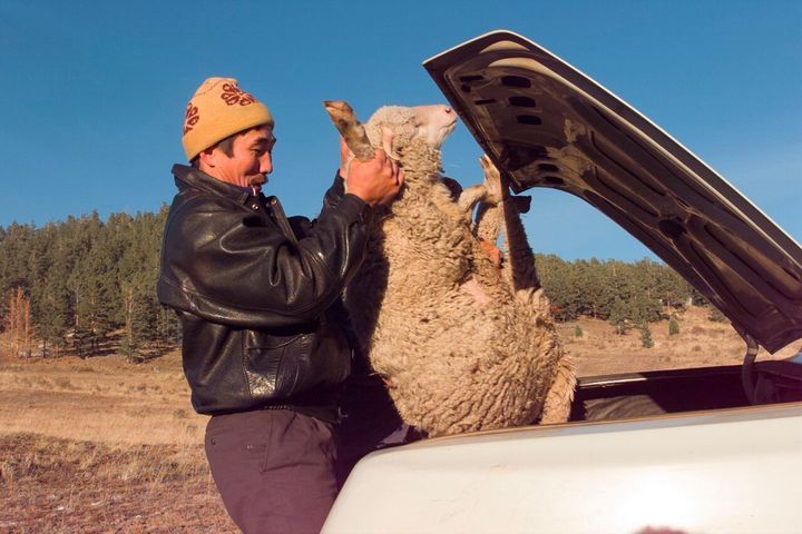 Buyanto the farmer captures a sheep in Galtai, 1995 