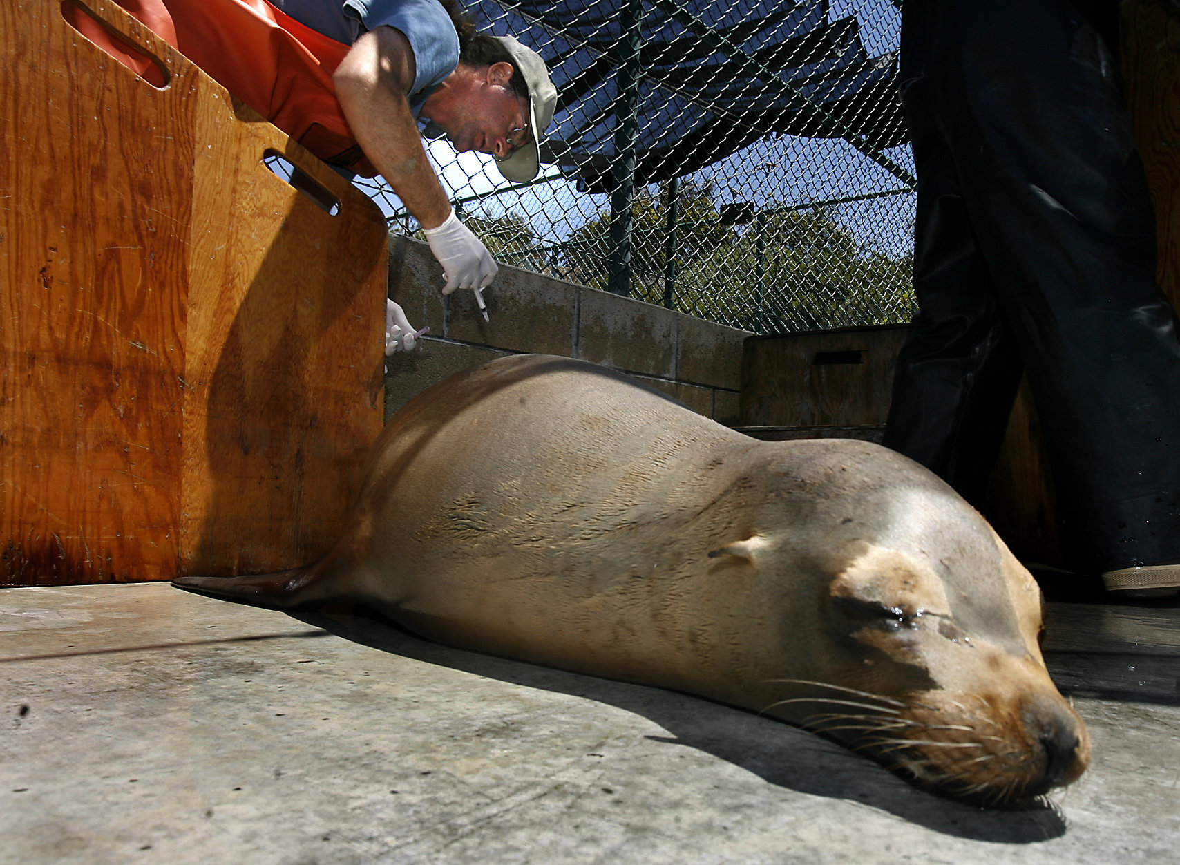 Sea Lions In California Are Dying From A Toxic Algae That Ravages Their ...