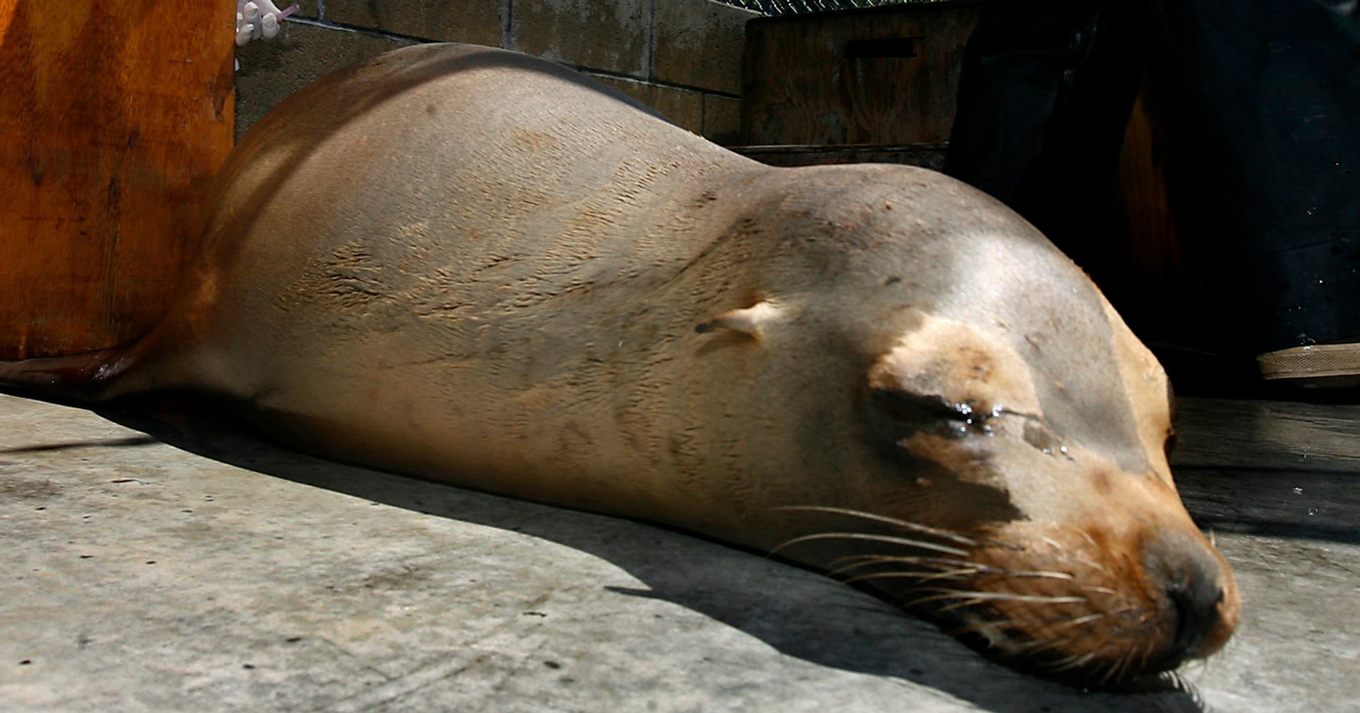 Sea Lions In California Are Dying From A Toxic Algae That Ravages Their
