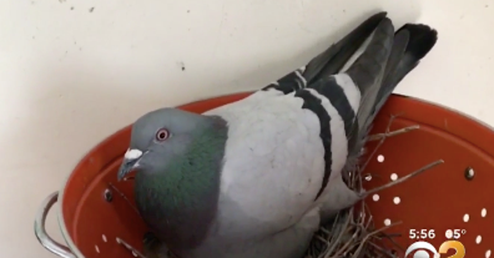 Pigeon Invades NYC Apartment, Makes Nest For Eggs In Pasta Strainer