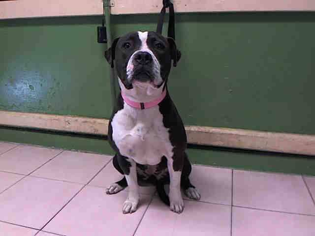 <p>Roxy</p>
