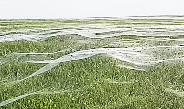 Layers of spider webs cover a field in New Zealand.