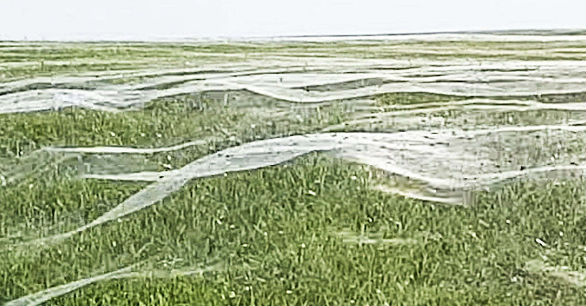 Field web