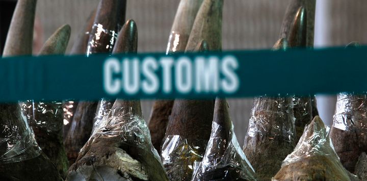 Part of a shipment of 33 rhino horns seized by Hong Kong customs, originated from Cape Town, South Africa. 
