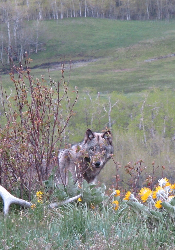 Wolf on Alberta Ranchland