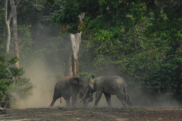 African forest elephants have been taking a beating, down 65 percent in a decade due to ivory trade. 