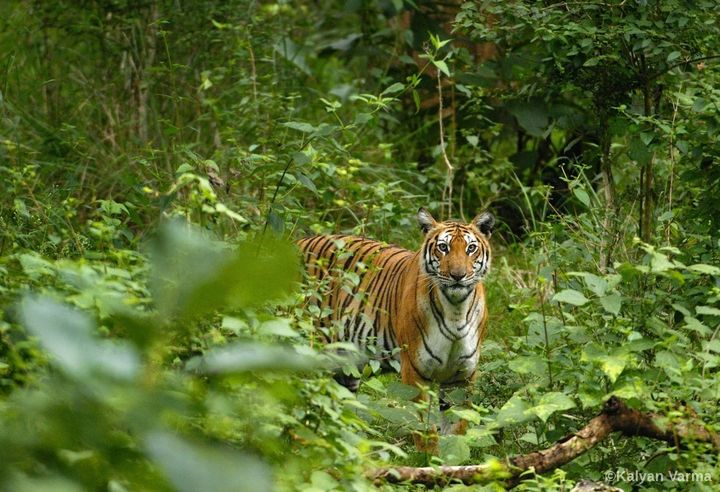Without science, we will not be able to place resources toward protecting certain tiger “source sites” that are critical to the survival of the entire species. 