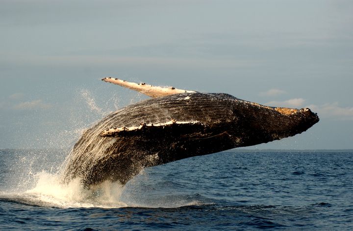 Scientific inquiry into humpback whales helped the public think of these magnificent marine mammals as intelligent, complex creatures and not just sources of fuel and fertilizer. 