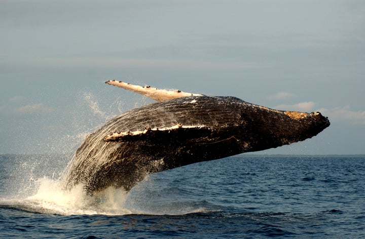 Scientific inquiry into humpback whales helped the public think of these magnificent marine mammals as intelligent, complex creatures and not just sources of fuel and fertilizer.