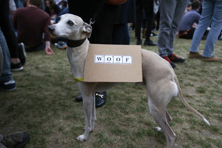 A science-supporting dog at the March for Science in London.