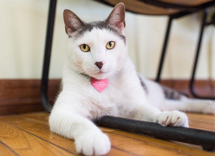 Valentino, one of many photogenic felines featured in "Shop Cats of New York."