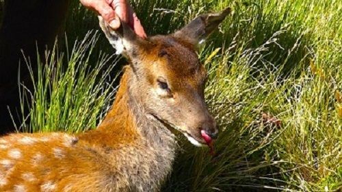 Fawn poisoned during Mt. Aspiring 1080 drop.