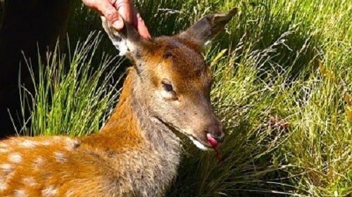 <p>Fawn poisoned during Mt. Aspiring 1080 drop.</p>