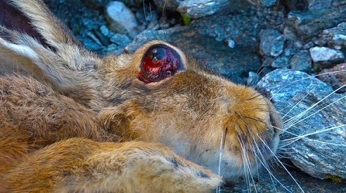 Hare poisoned during Mt. Aspiring 1080 drop,
