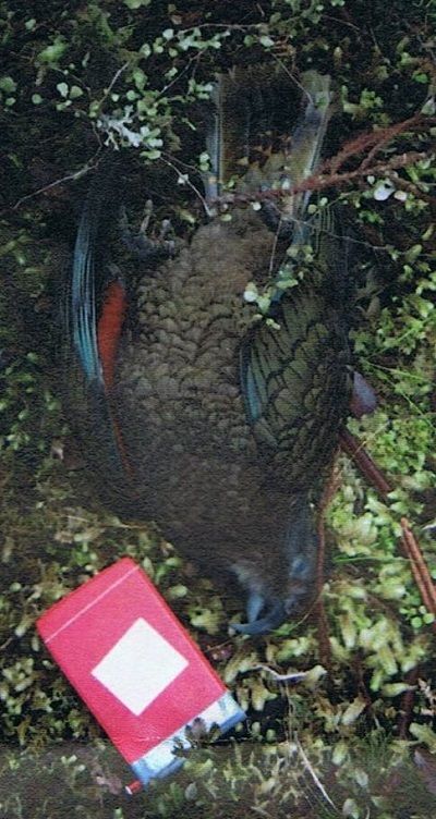 This kea was one of seven poisoned during the North Okarito Forest 1080 drop.