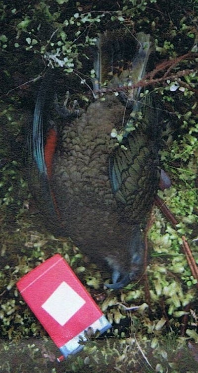 <p>This kea was one of seven poisoned during the North Okarito Forest 1080 drop.</p>
