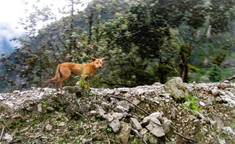 A wild dog photographed in the highlands of New Guinea in September 2016. The animal had long been thought extinct.