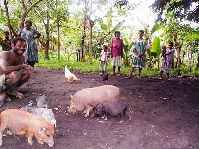 Intersexual pigs in Vanuatu.