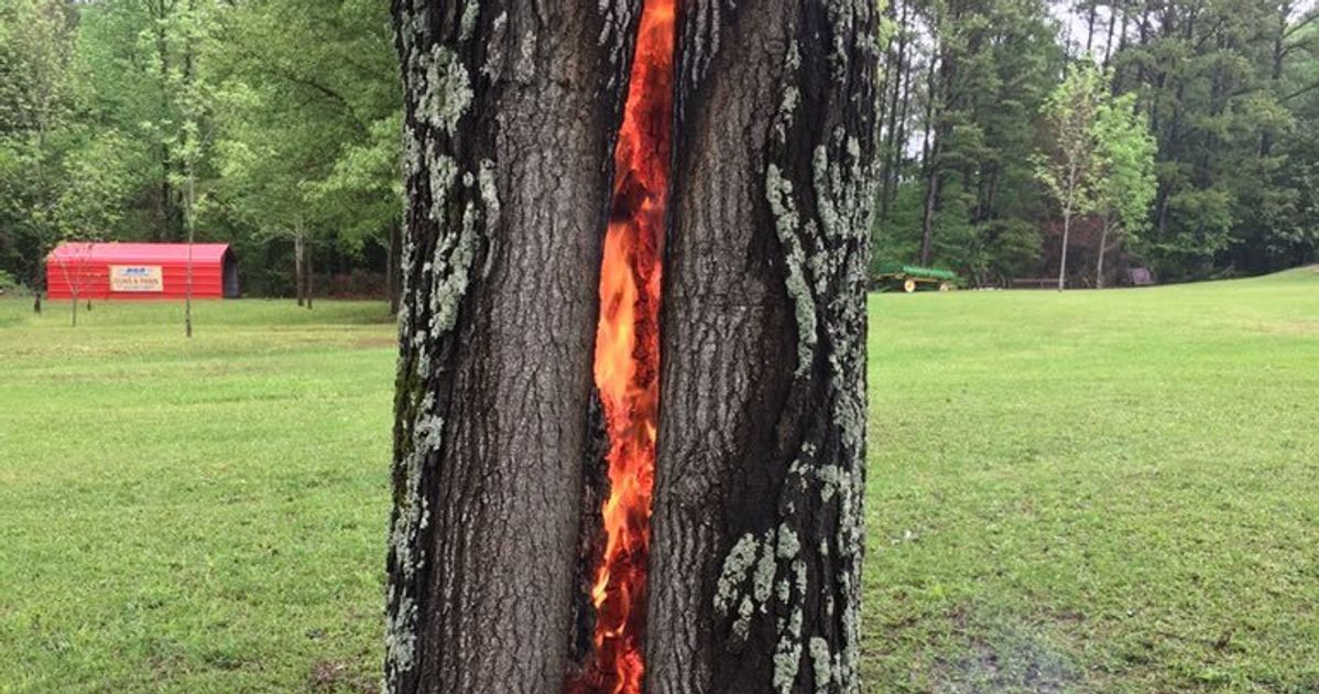 This Is What Happens When Lightning Perfectly Strikes A Tree Huffpost Uk Tech 