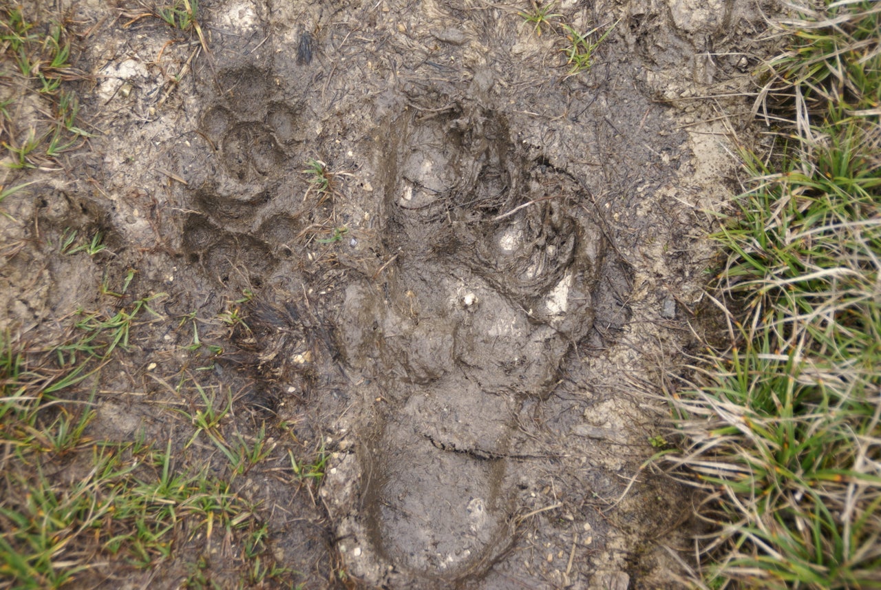 The muddy paw print that marked the turning point in McIntyre's fortunes.