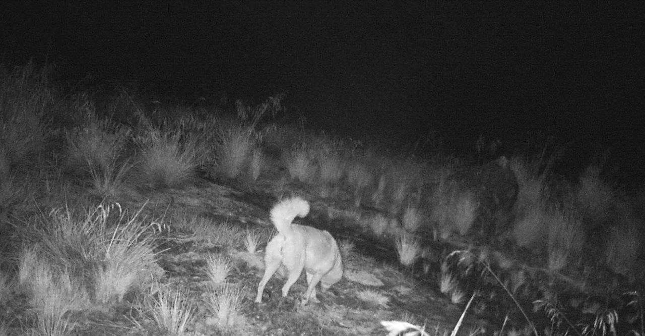 A pregnant female caught wandering around at night.