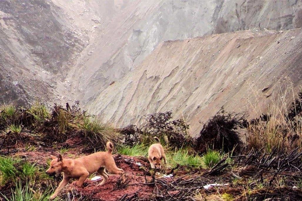 Dogs exploring.