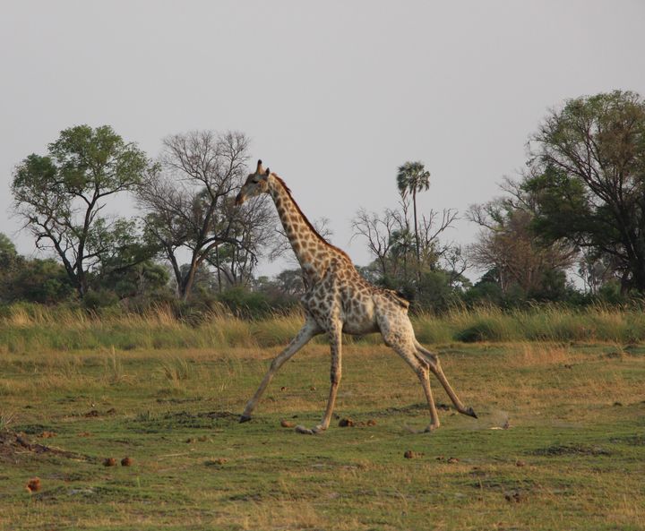 Giraffe in Botswana