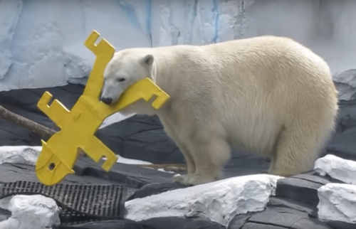 PETA Says Polar Bear Died Of 'Heartbreak' After Separated From 'Same-Sex  Partner' | HuffPost Voices