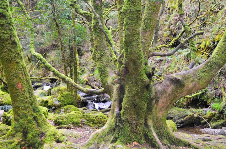 Killarney National Park 