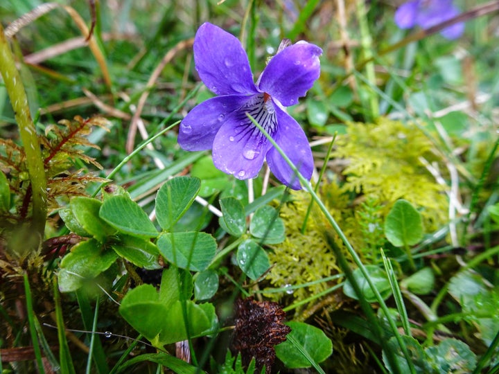 Purple Orchid in the Burren 