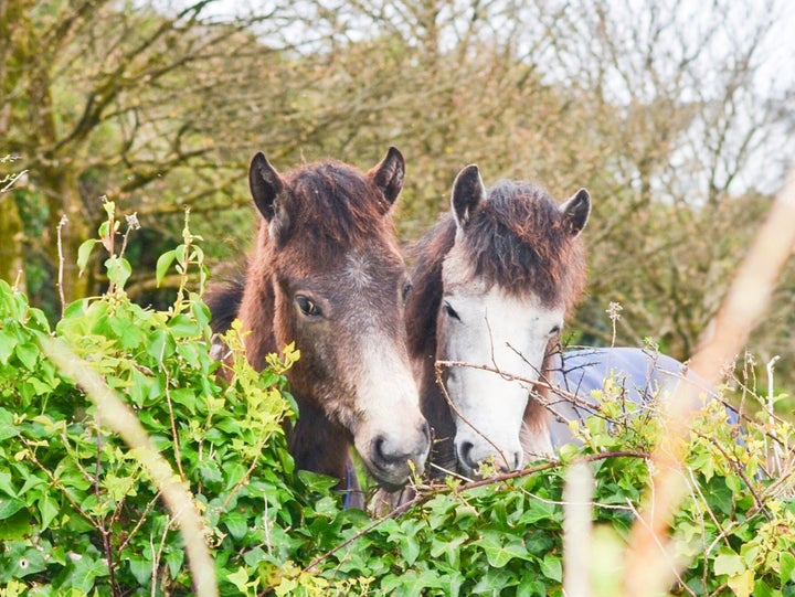 Irish horses