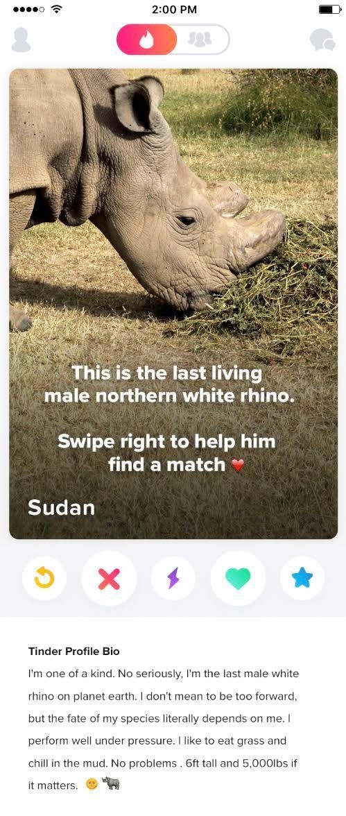 Sudan's Tinder bio.