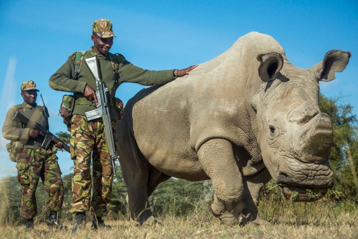 Sudan, the last male northern white rhinoceros on Earth, pictured at Ol Pejeta Conservancy on June 25, 2015, in Laikipia County, Kenya. To deter poachers, Sudan has 24/7 armed protection. The rhino's horn has also been removed as an added precaution.