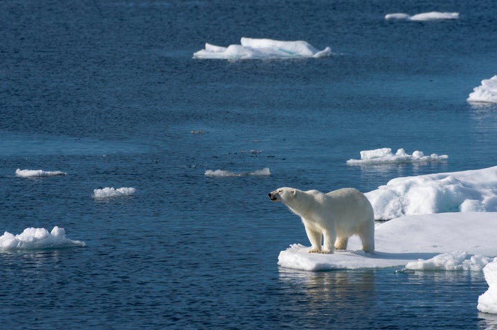 A polar bear looks for food at the edge of the pack ice north of Svalbard, Norway.