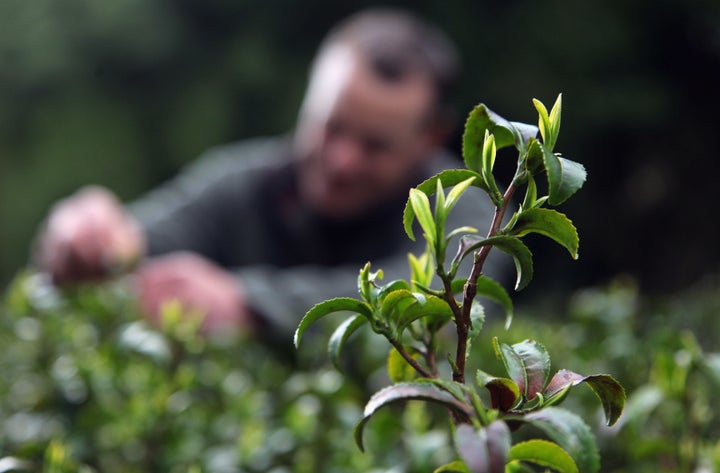 Close up of camellia sinensis, a tea plant that produces both green and black tea.