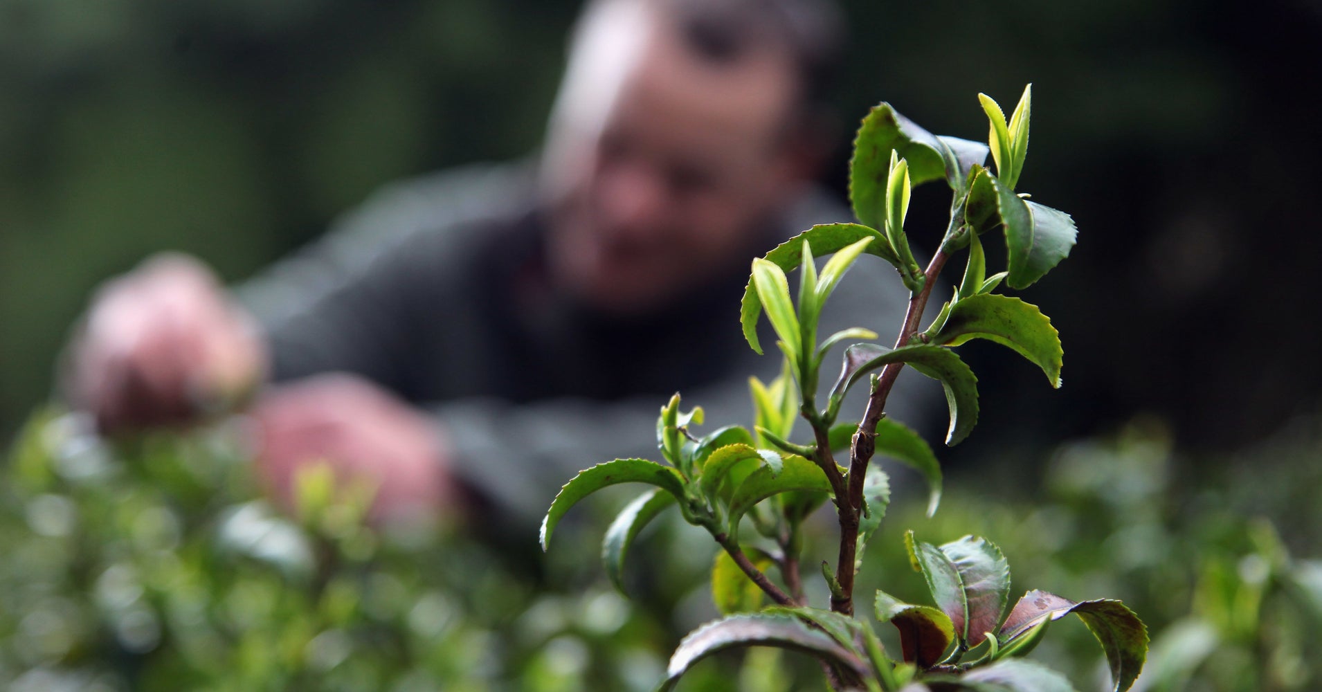 In Case You Didn�t Know, Green And Black Tea Come From The