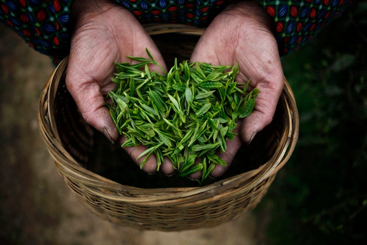 Freshly picked tea leaves.