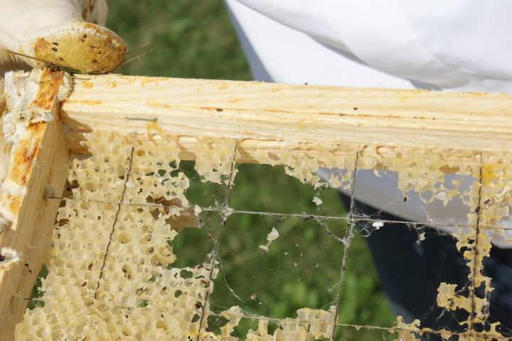 Wax worms are parasites that destroy beehives by eating away its wax, as seen here. Both beeswax and polyethylene plastic are polymers.