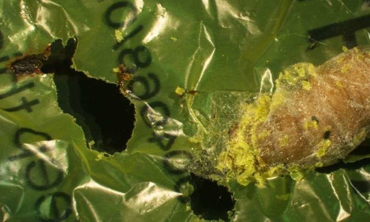 A wax worm is seen eating a plastic bag during an experiment.