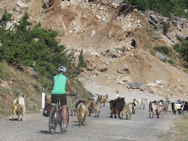 <p><em>Sharing the road with a herd of goats</em></p>