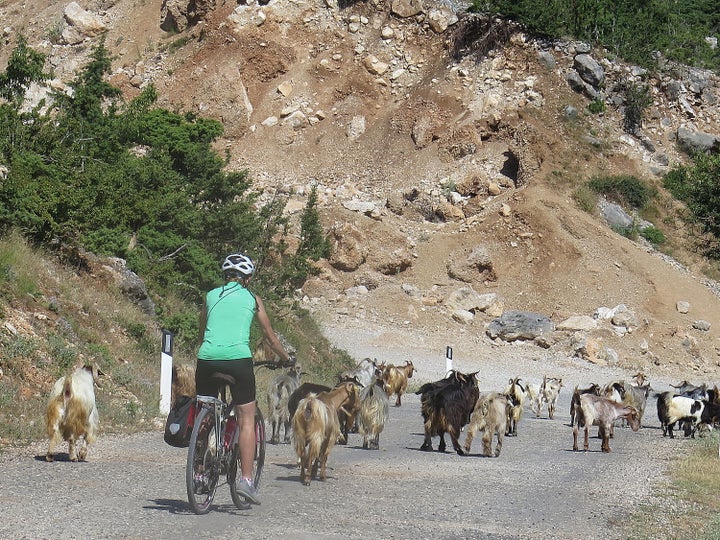 Sharing the road with a herd of goats